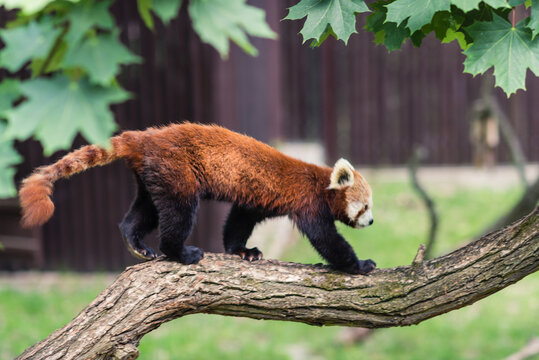 Pandka ruda w ZOO