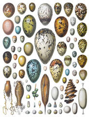 Bird and animal eggs collection - vintage illustration from Larousse du xxe siècle - obrazy, fototapety, plakaty