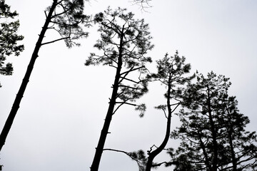 Kyoto Gosho in Kyoto.