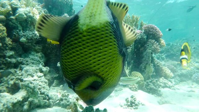 Titan triggerfish close up underwater