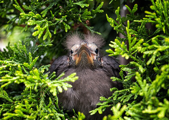 Baby Grackle sitting in cedar tree