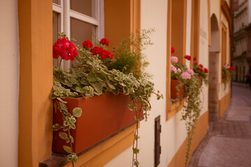 Fototapeta na wymiar Flowers on the windowsills of a house in the old district of Prague
