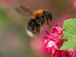 TREE BUBMBLEBEEE  (Bombus hypnorum)