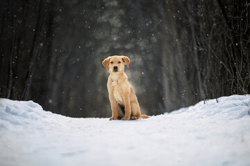 Golden Retriever/Lab sitting in a snowy forest looking at camera
