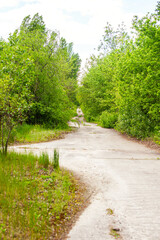 Road near the Brown Forest contaminated with radiation in the Chernobyl zone