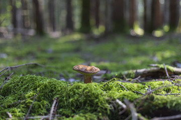 brown bay bolete mushroom in the green mossy coniferous woods