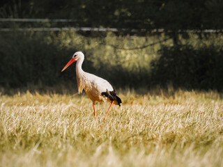 white stork in the grass