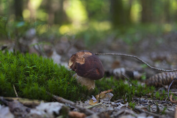 brown penny bun mushroom on the green mossy forest ground