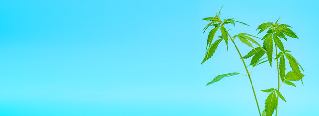 Fototapeta na wymiar Cannabis plant on blue background banner Cannabis leafs flat lay. Marijuana plant banner.