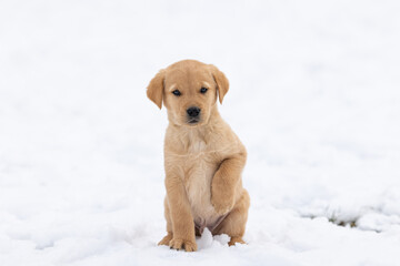Golden Retriever/Lab sitting in snow with it's paw up looking at the camera