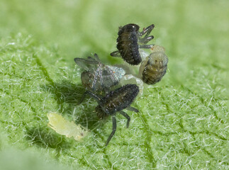 Macro Ladybug larvas hatching from eggs with aphid close by