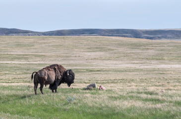Single male plains bison on the prairie in Grasslands National Park, Saskatchewan, Canada