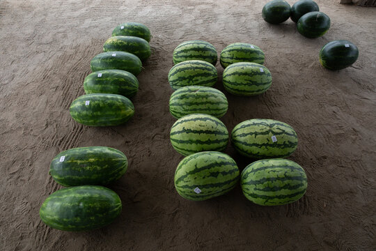 watermelons on sandy ground