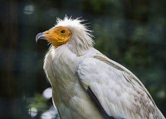 Portrait of Egyptian vulture, white scavenger vulture