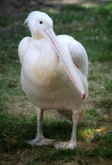 pelican standing on the grass