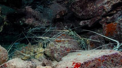 Painted rock lobster, Panulirus versicolor, in Maldives