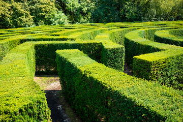 Green maze made with plants in a summer park