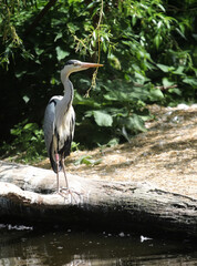 great blue heron ardea cinerea