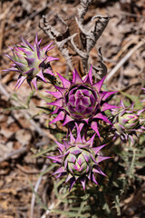 Cynara syriaca. Syrian Wild Artichoke closeup on a blurred background