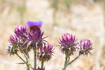 Cynara syriaca. Syrian Wild Artichoke closeup on a blurred background