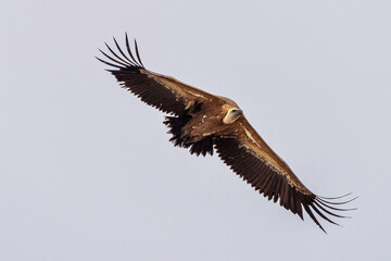 Griffon vulture, Gyps fulvus in Monfrague National Park. Extremadura, Spain