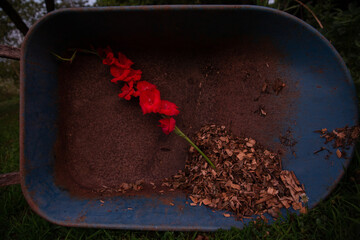 red gladiolus in wheelbarrow