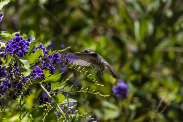 Costa's Hummingbird (Calypte costae) Feeding on Sweet Memories Flower Blooms