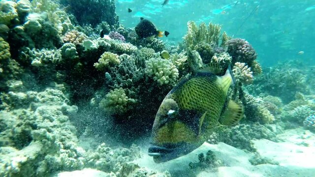 Titan triggerfish close up underwater