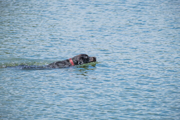 Black Labrador Retriever Fetching a Ball in Water in Bayou St. John in New Orleans, LA, USA © William A. Morgan