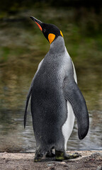 King penguin near the pond. Latin name - Aptenodytes patagonicus
