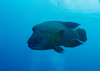 Humphead wrasse (Cheilinus undulatus), in Maldives