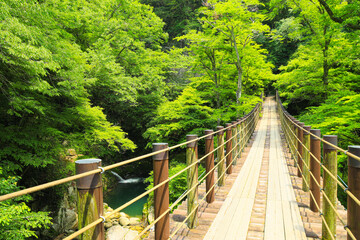 茨城県　花貫渓谷の新緑風景