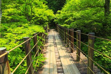Fototapeta premium 茨城県 花貫渓谷の新緑風景