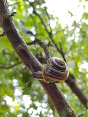 Ślimak spacerujący po jabłoni © Robert