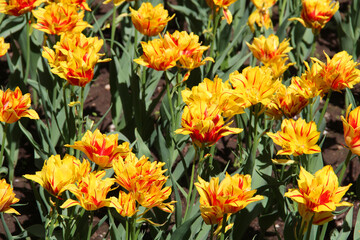 Large yellow tulips in a city flowerbed