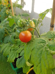 Młode jeszcze dojrzewające pomidorki na krzaczkach