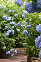 青い紫陽花の園