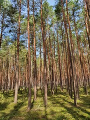Drzewa, drzewa, drzewa... i słońce w lesie niedaleko Warszawy - obrazy, fototapety, plakaty