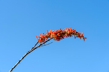 Red flowers