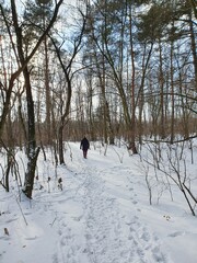 Zimowy spacer  po lesie