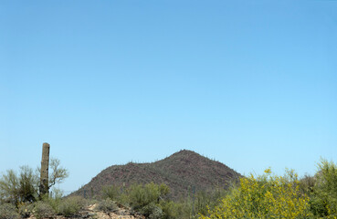 Barren desert mountain peak, green cactus and plants