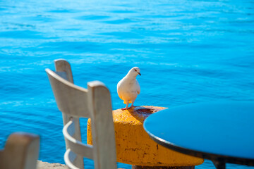 Traditional view of Greek islands pigeon resting by the sea in Santorini islands in Greece
