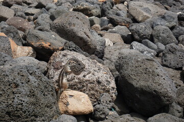 Pręgowiec Berberyjski na kamienistej plaży w Caleta de Fuste na Fuerteventurze
