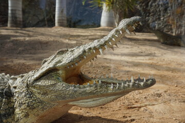 Krokodyl z otwartą paszczą w zoo na Fuerteventura - obrazy, fototapety, plakaty