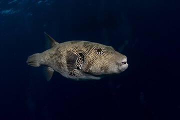 Scribbled Pufferfish, arothron mappa, in Maldives