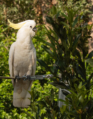 Australian Cockatoo