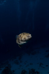 Scribbled Pufferfish, arothron mappa, in Maldives