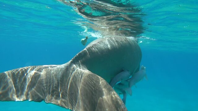Dugongo. Sea Cow in Marsa Alam. Marsa Mubarak bay.