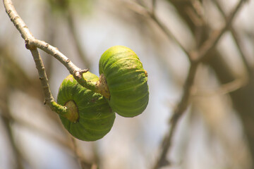 Green Hura crepitans fruit on the tree in a foreground with unfocused background