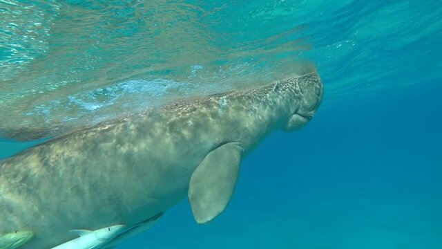Dugongo. Sea Cow in Marsa Alam. Marsa Mubarak bay.